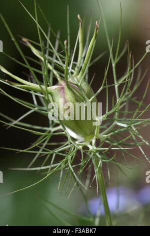 Nigella Love in the mist seedhead Stock Photo