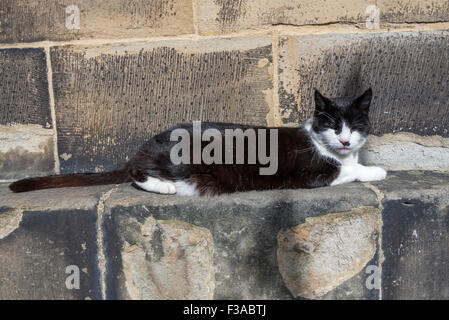 Black and white cat lazes in the sunshine on a wall. Stock Photo