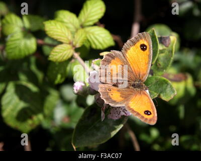Gatekeeper Butterfly resting on brambles Stock Photo