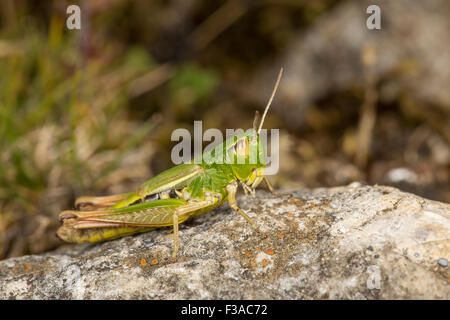 Meadow Grasshopper, Chorthippus parallelus, Derbyshire Stock Photo