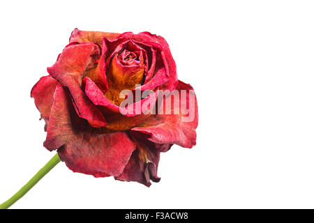 withered red rose isolated on white background Stock Photo - Alamy