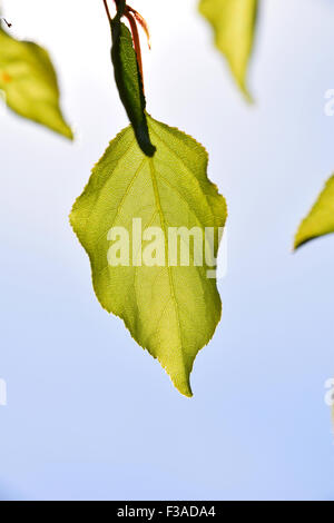 Shiny translucent apricot tree leaf on light blue sky background, merely open, vertical Stock Photo