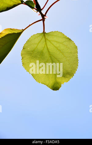 Shiny translucent apricot tree leaf on light blue sky background, merely open, vertical Stock Photo