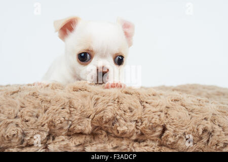 White puppy of Chihuahua on beige pet bed Stock Photo