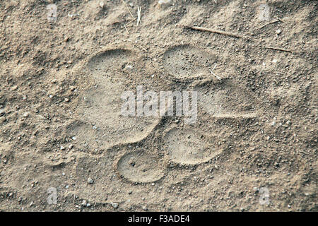 Tiger Footprint in Sand. Kanha National Park, Madhya Pradesh, India Stock Photo