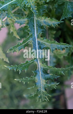 Close up of Sonchus asper or also known as Prickly Sow Thistle leaf Stock Photo