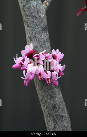 Flowers of Cercis canadensis  or also known as Forest Pansy Stock Photo