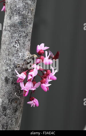 Flowers of Cercis canadensis  or also known as Forest Pansy Stock Photo