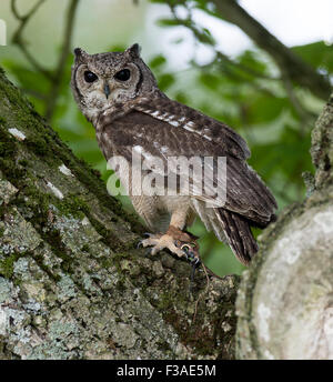 The tawny owl is an owl native to England, Wales and Scotland has a ...