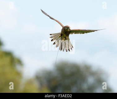 The tawny owl is an owl native to England, Wales and Scotland has a ...