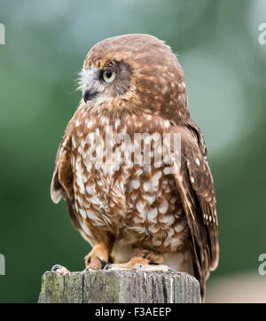 The tawny owl is an owl native to England, Wales and Scotland has a ...