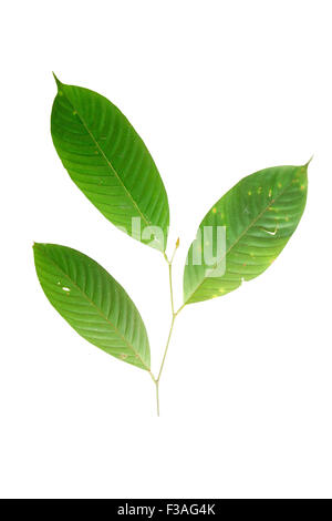 Shorea johorensis Dipterocarpaceae flora Borneo Malaysia Stock Photo ...