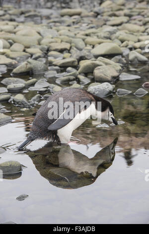 Chinstrap Penguin Stock Photo