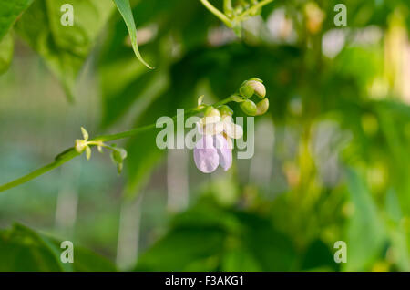 Young stalks of a string bean in the garden Stock Photo