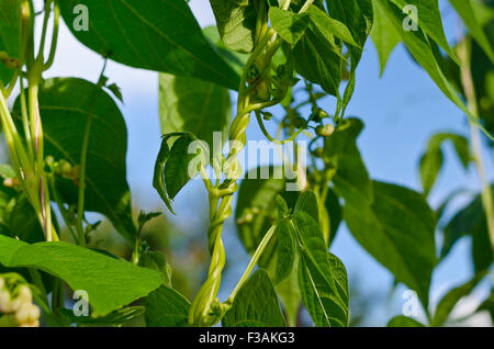 Young stalks of a string bean in the garden Stock Photo