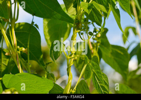 Young stalks of a string bean in the garden Stock Photo