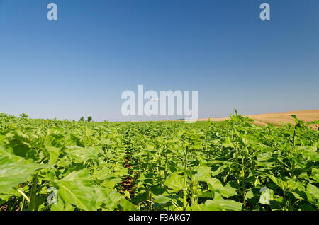 An agricultural crop duster flying low over a sunflower field, spraying chemicals Stock Photo