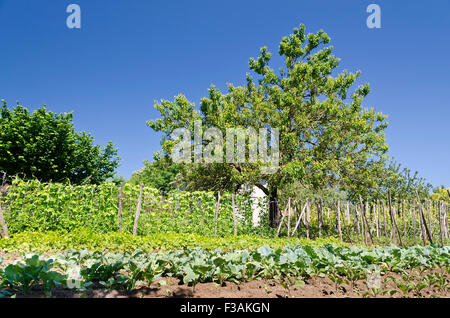 Growing bio vegetables in the northern Bulgaria in the summer Stock Photo