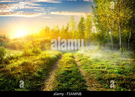 Fog over country road in birch grove Stock Photo