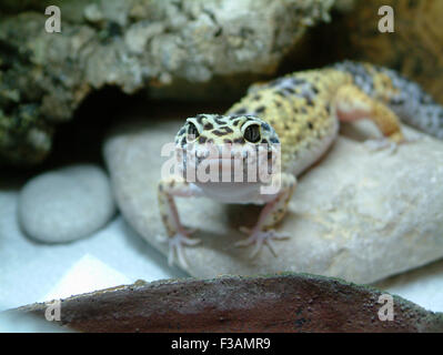 Leopard gecko (Eublepharis macularius) Stock Photo