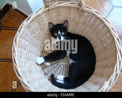 Black & white cat with a black nose, in a wicker basket Stock Photo