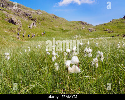 Common cotton grass Eriophorum angustifolium growing in upland bog with hikers beyond in hills of Snowdonia in summer. Gwynedd Wales UK Britain Stock Photo