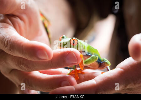 Costa Rica, Red Eyed Tree Frog in the hands of a guide in Tortuguero National Park Stock Photo