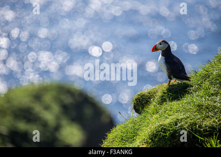 Atlantic Puffins on cliffs Stock Photo