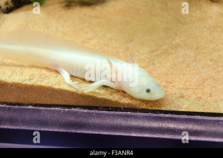 One weird amphibian sea animal in an aquarium Stock Photo