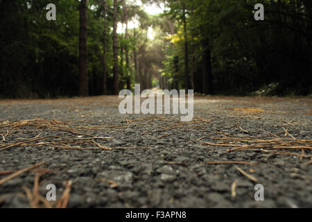 Path through a deep forest with a distant sunny patch of light, focus on the foreground Stock Photo