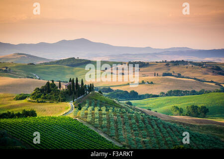 Tuscany, lonely farmhouse in the green and golden country hills of Val d'Orcia, early morning. Italian landscape. Stock Photo