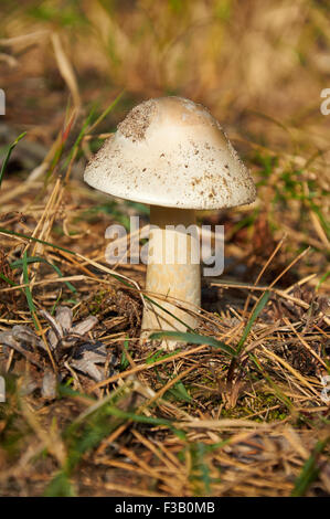 Dangerous Amanita phalloides, commonly known as the death cap Stock Photo