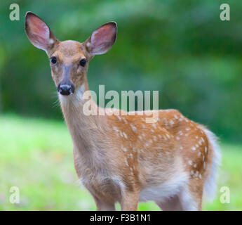 Young White-tailed Deer (Odocoileus virginianus) looking at the camera