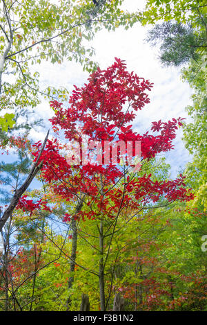 Autumn Sourwood tree  (Oxydendrum arboreum) in the Great Smoky Mountains National Park Stock Photo