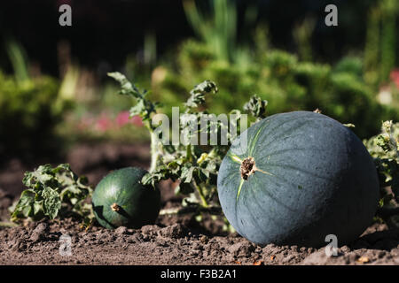 Ripening domestic watermelons in the vegetable garden Stock Photo