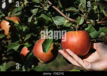 A woman hand picking a red ripe apple from the apple tree. Close up view. Stock Photo