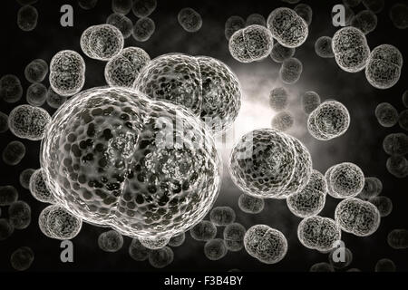 3D microscope close up of meningitis bacteria, also known as meningococcus Stock Photo