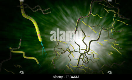 3D computer generated microscope close up of curly shaped Spirella bacteria Stock Photo