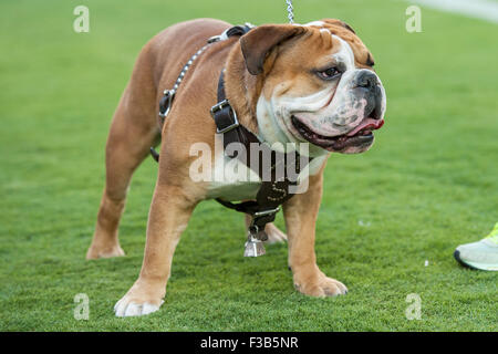 College Station, TX, USA. 3rd Oct, 2015. Mississippi State Bulldogs mascot Bully prior to an NCAA football game between the Mississippi State Bulldogs and the Texas A&M Aggies at Kyle Field in College Station, TX. Trask Smith/CSM/Alamy Live News Stock Photo