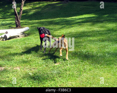 Carolina dog and black field lab dogs playing  with a red ball and running in a large lush green yard. Stock Photo
