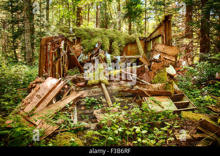 Rotting Old Shed In Forest Stock Photo