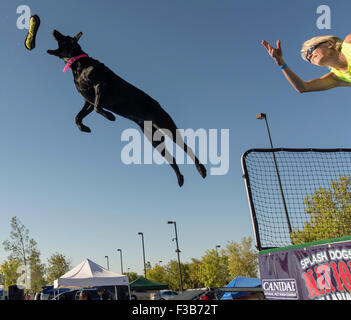 Las Vegas, Nevada, USA. 03rd Oct, 2015. Shadow, a Labrador Retriever, competes in the Super Air Semi Finals at the 2015 Splash Dog National Championships. © Brian Cahn/ZUMA Wire/Alamy Live News Stock Photo