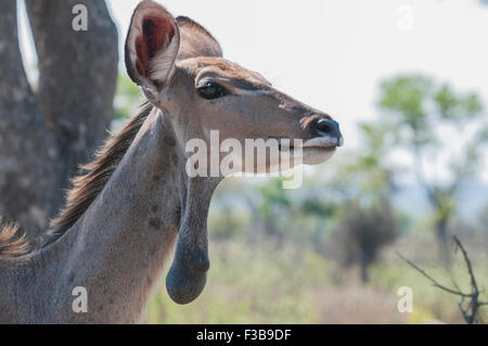 A kudu cow with a growth on her neck in the Kruger National Park Stock Photo