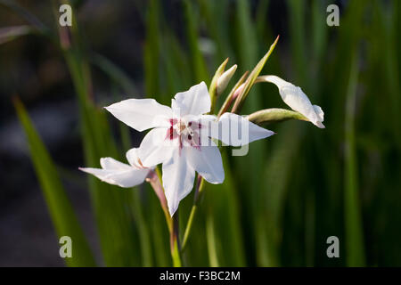 Gladiolus murielae in an herbaceous border. Stock Photo