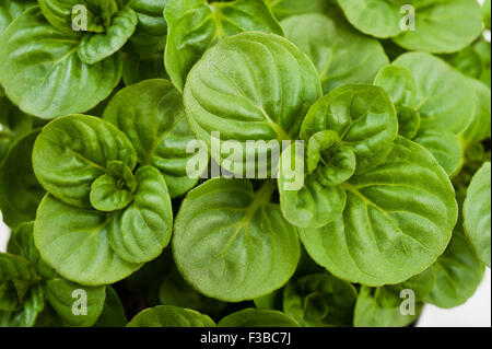 sprig of mint isolated on a white background Stock Photo - Alamy