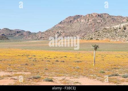 A carpet of indigenous flowers in the Goegap Nature Reserve at Springbok in the Namaqualand region of the Northern Cape Province Stock Photo