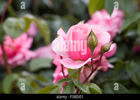 Rosa You're Beautiful 'Fryracy'. Pink rose in an English garden. Stock Photo