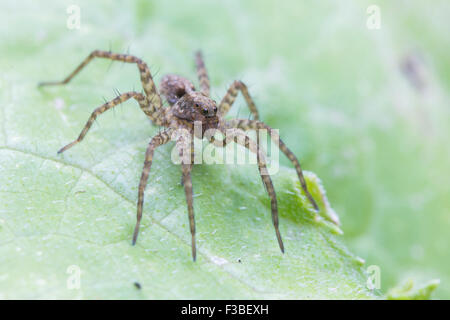 Wolf spider ready for attack Stock Photo