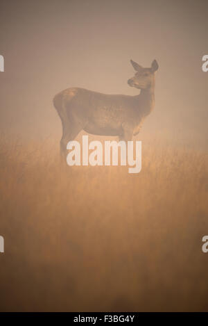 Red deer hind (female) Stock Photo