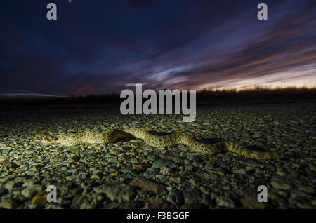 Plains Hog-nosed Snake, (Heterodon nasicus), on a paved road after dusk.  Bernalillio co., New Mexico, USA. Stock Photo